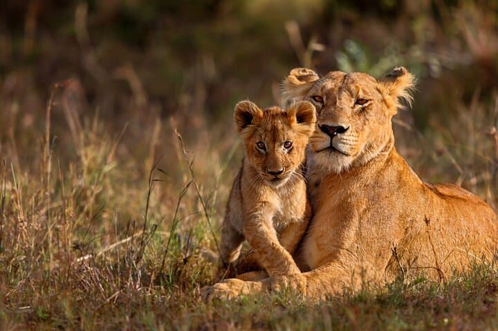 5-Day Tangala Safari Camp — Thornybush Big 5 Safari Experience photo 6