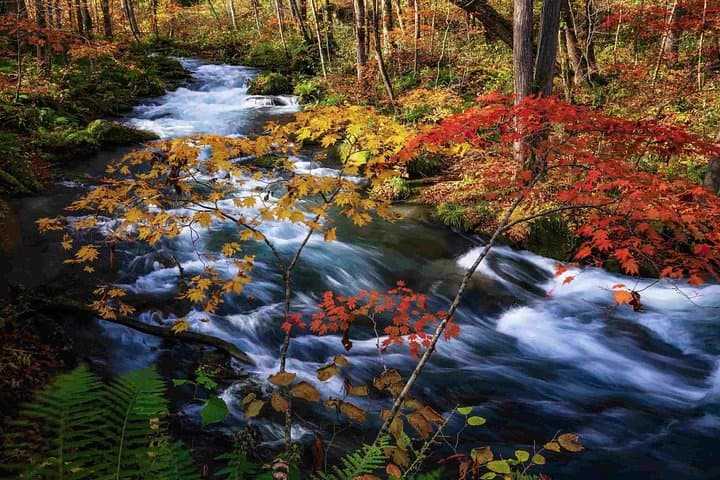 Oirase Gorge & Hirosaki Castle: Aomori Fall Foliage Day Tour photo 1
