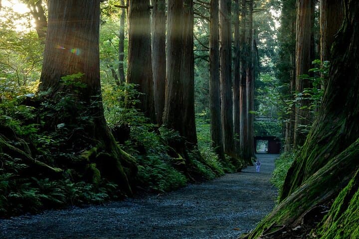 Togakushi Shrine Private Tour: Cedar Avenue, Ninja Lore & Soba in Nagano