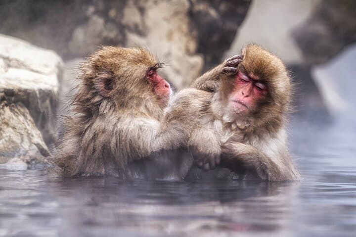 Jigokudani Snow Monkey and Togakushi Shrine Private Tour from Nagano photo 2