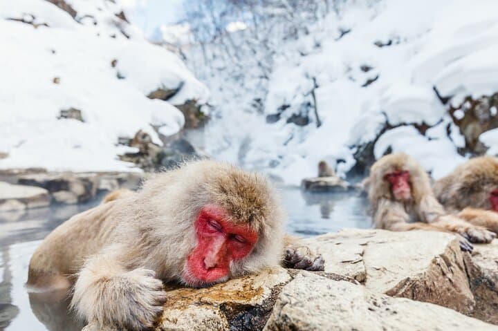 Jigokudani Snow Monkey and Togakushi Shrine Private Tour from Nagano photo 4