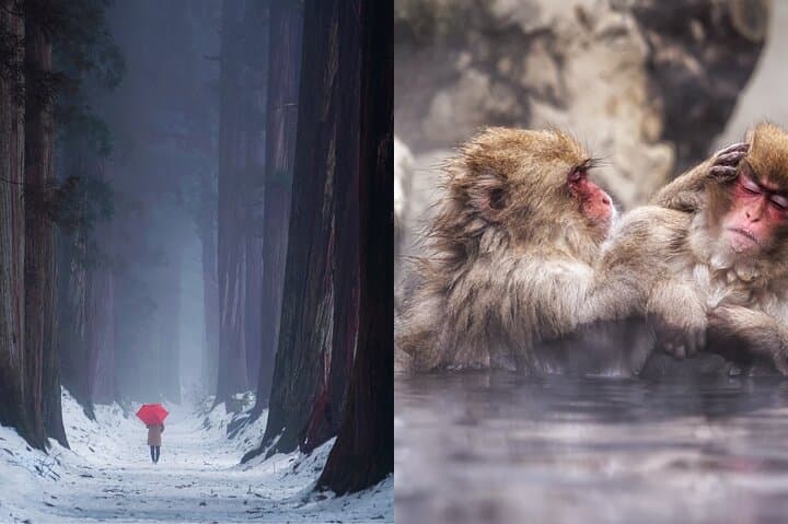 Jigokudani Snow Monkey and Togakushi Shrine Private Tour from Nagano
