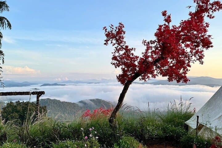 Da Lat Sunrise Cloud Hunting: Cau Dat Tea Hills & Dawn Views photo 5