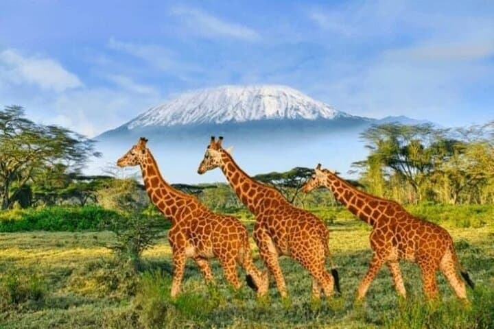 Amboseli Day Safari — Elephant Herds & Kilimanjaro Views photo 5