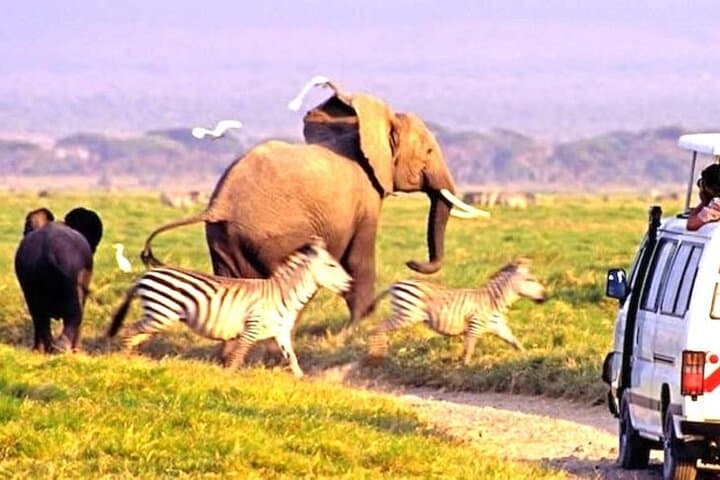 Amboseli Day Safari — Elephant Herds & Kilimanjaro Views photo 6