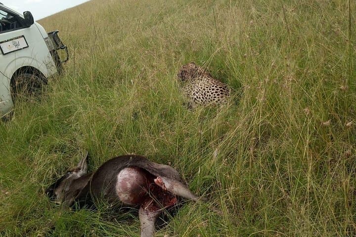 Maasai Mara Overnight Safari from Nairobi: 2-Day Game Drives & Cultural Visit photo 4