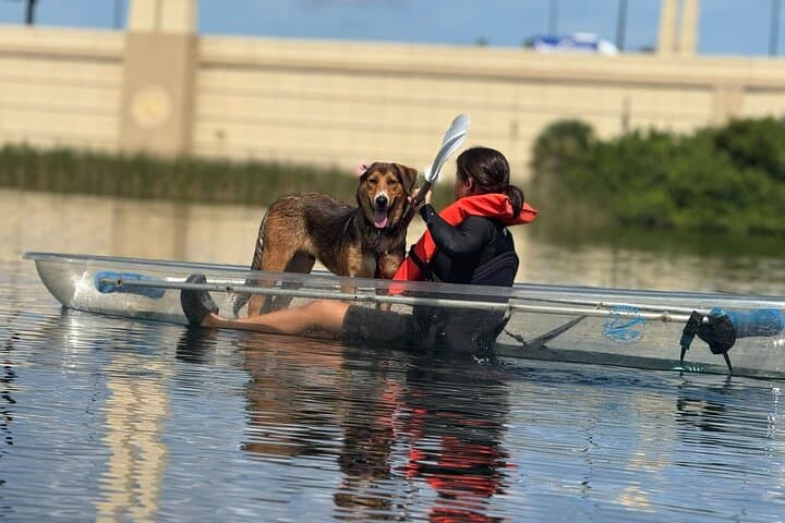 Paddle with Pups in Paradise — Dog-Friendly Paddleboard & Kayak on Lake Ivanhoe photo 6