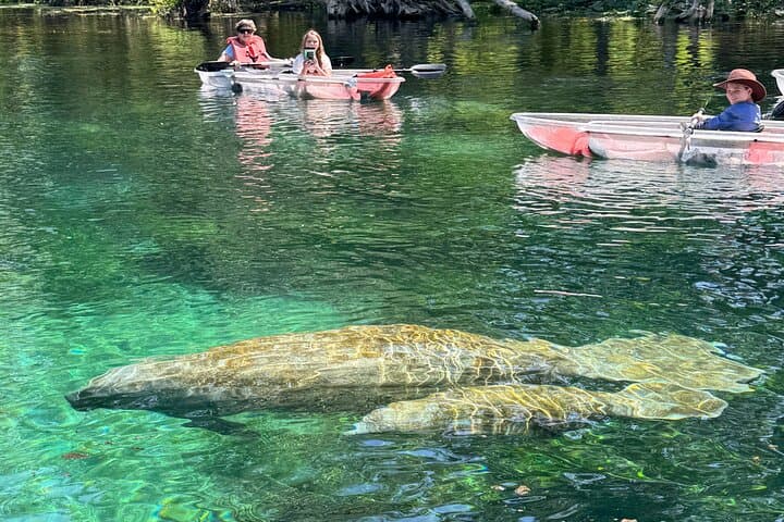 Clear Kayak & Paddleboard Manatee Adventure at Silver Springs State Park photo 2
