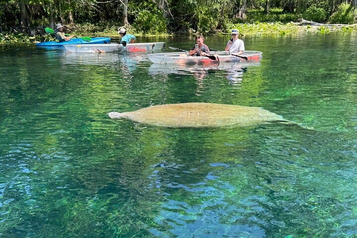 Clear Kayak & Paddleboard Manatee Adventure at Silver Springs State Park photo 4