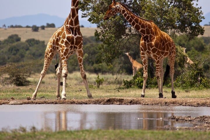 Full-Day Zambezi Game Drive & Victoria Falls Guided Experience photo 3