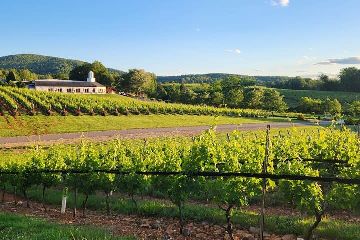 Charlottesville Wine and Culinary Private Tour — Barboursville & Early Mountain photo 2