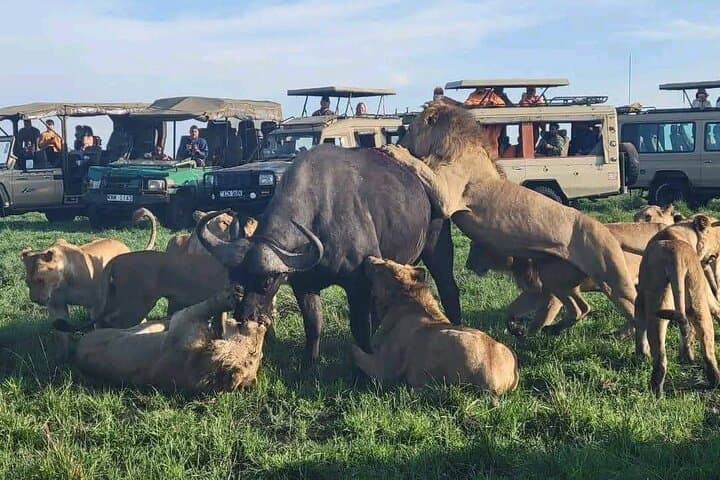Maasai Mara Overnight Safari from Nairobi: 2-Day Game Drives & Cultural Visit photo 1