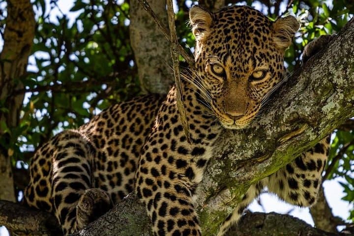 Maasai Mara Overnight Safari from Nairobi: 2-Day Game Drives & Cultural Visit photo 2