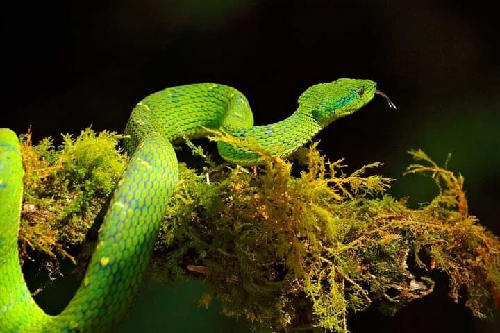 Night Walk in the Monteverde Cloud Forest: Guided Nocturnal Wildlife Tour