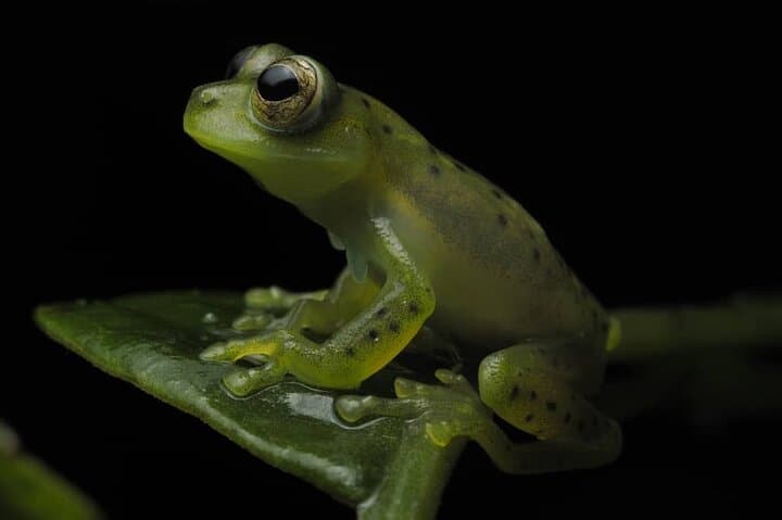 Night Walk in the Monteverde Cloud Forest: Guided Nocturnal Wildlife Tour photo 2