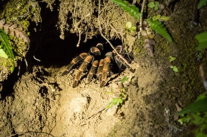 Night Walk in the Monteverde Cloud Forest: Guided Nocturnal Wildlife Tour photo 3