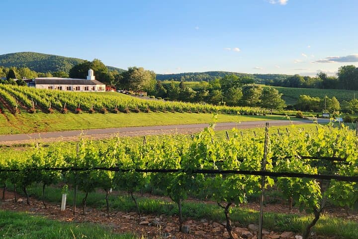 Charlottesville Private Wine Tour: Keswick Wineries & Monticello AVA Tastings