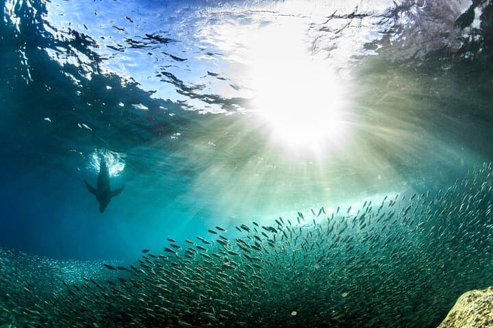 Isla Espíritu Santo Catamaran Day Tour: Swim With Sea Lions & Snorkel the Sea of Cortez