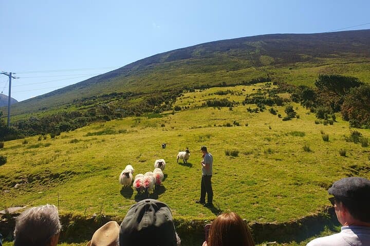 Private Ring of Kerry & Killarney Day Tour — Wild Atlantic Way Luxury Drive photo 4