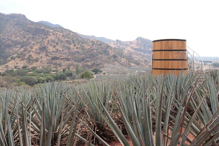 Morning Horseback Ride Through Amatitán Agave Fields with Breakfast and Tequila Tasting