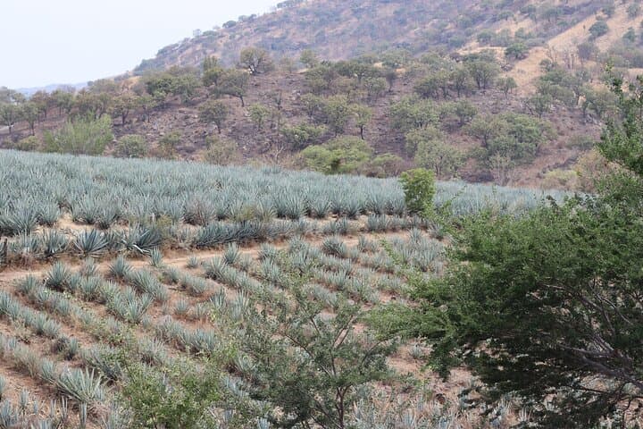 Morning Horseback Ride Through Amatitán Agave Fields with Breakfast and Tequila Tasting photo 3