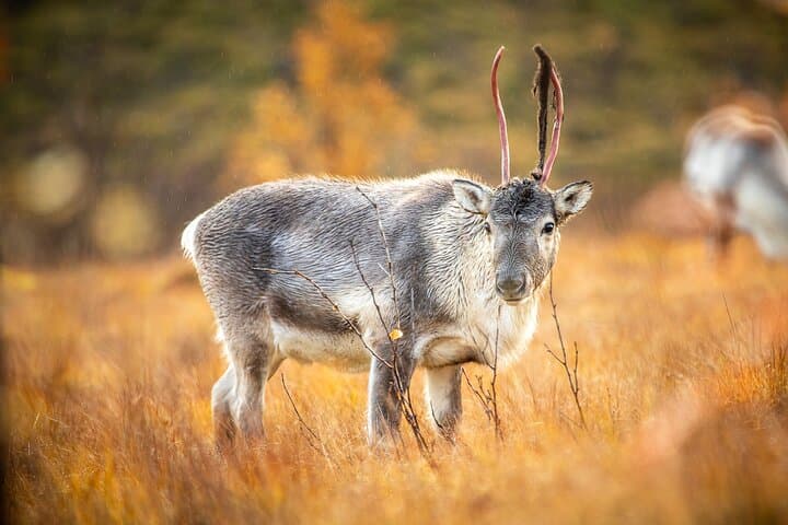 Tromsø Arctic Fjords Photo Tour — Kvaløya 4x4 Photo Safari photo 3