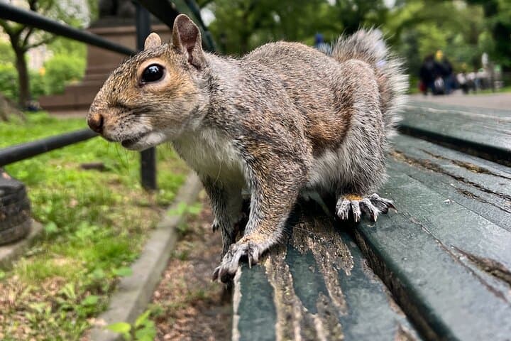 Central Park Guided Walking Tour: Iconic Sights, History & Practical Tips photo 2