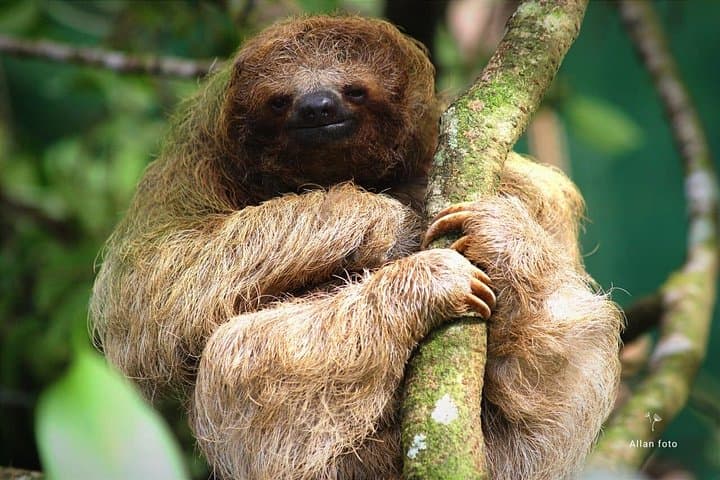Sloth Rainforest Hike with Chocolate & Coffee Tasting — Tamarindo, Costa Rica