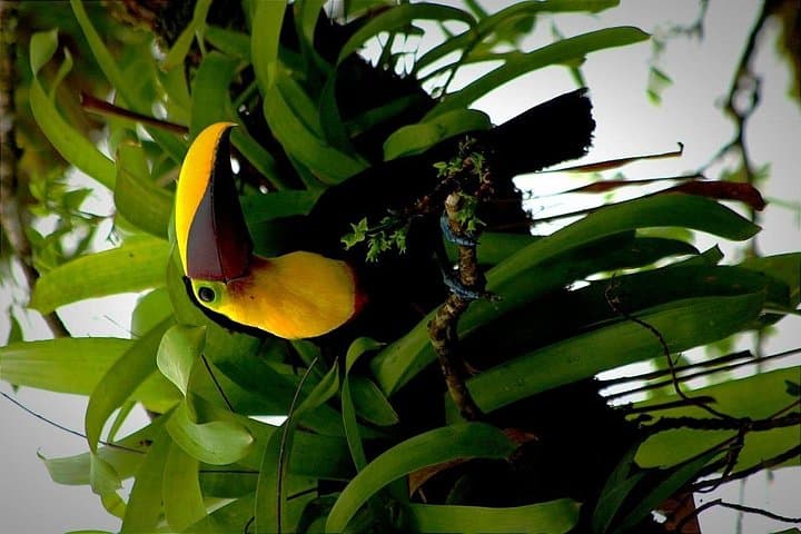 Sloth Rainforest Hike with Chocolate & Coffee Tasting — Tamarindo, Costa Rica photo 2