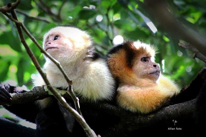 Sloth Rainforest Hike with Chocolate & Coffee Tasting — Tamarindo, Costa Rica photo 3