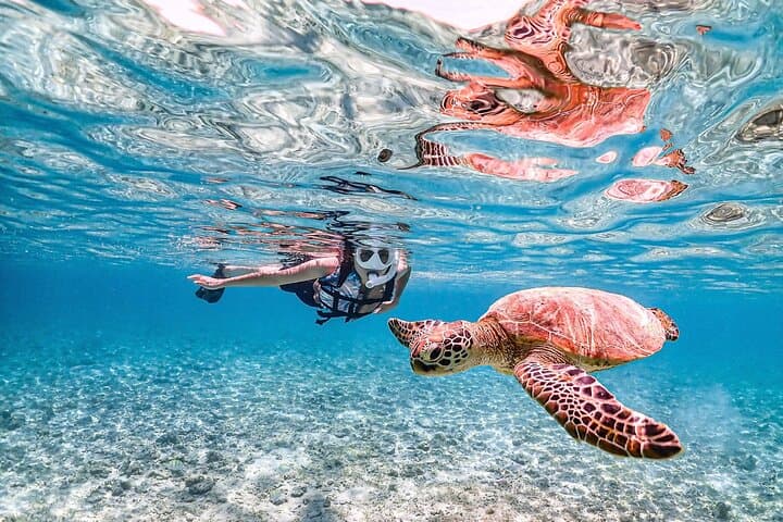 Miyakojima Sea Turtle Snorkeling: High-Probability Turtle Encounters & Coral Reefs photo 3