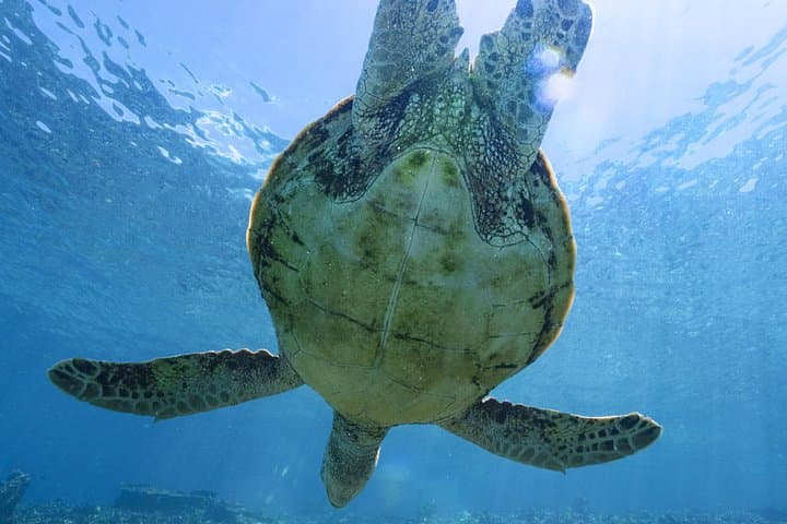 Private Snorkeling Tour on Ishigaki Island — Blue Cave, Sea Turtles & Waterfall Escape photo 3