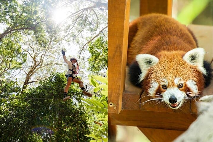 Currumbin Wildlife Sanctuary + TreeTop Challenge: Gold Coast Adventure Pass photo 3