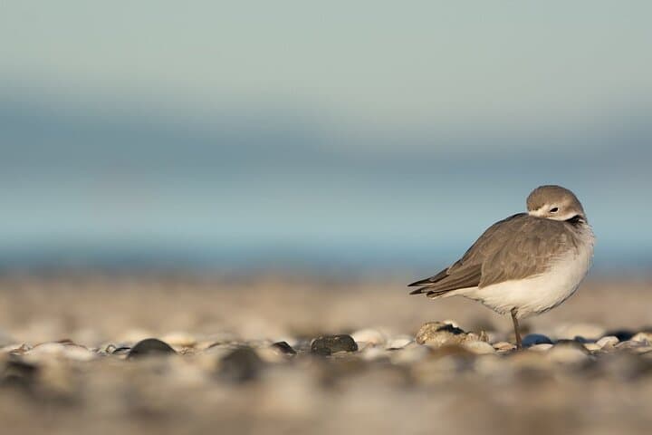 Auckland Birdwatching & Hunua Falls Hiking Private Tour photo 2