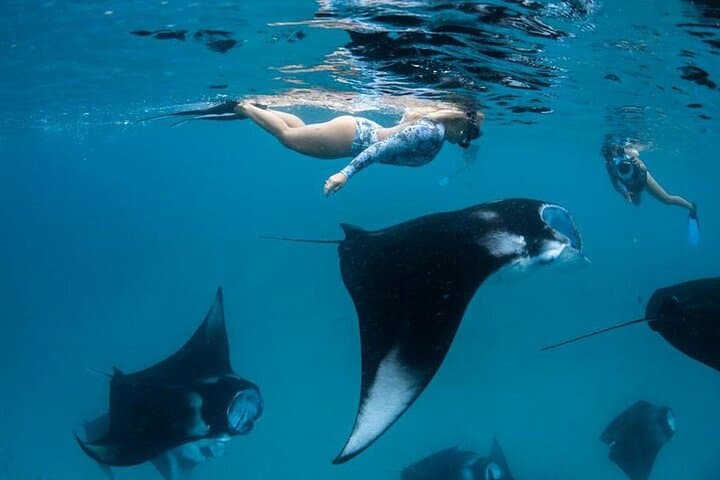 Nusa Penida Snorkeling with Manta Rays: 4-Spot Day Trip from Bali
