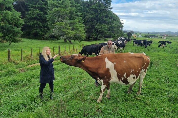 Private Sheep & Beef Farm Tour near Auckland — Live Shearing & Dog Herding