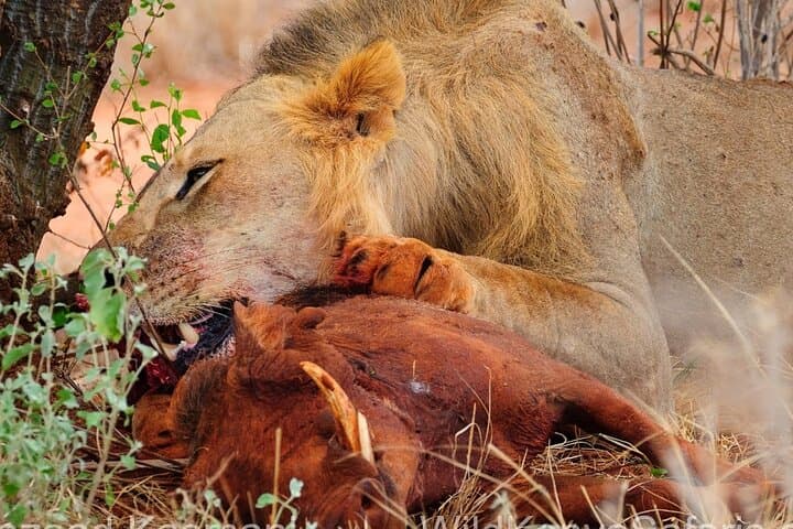 48-Hour Private Safari to Severin Camp — Overnight in Tsavo West photo 5