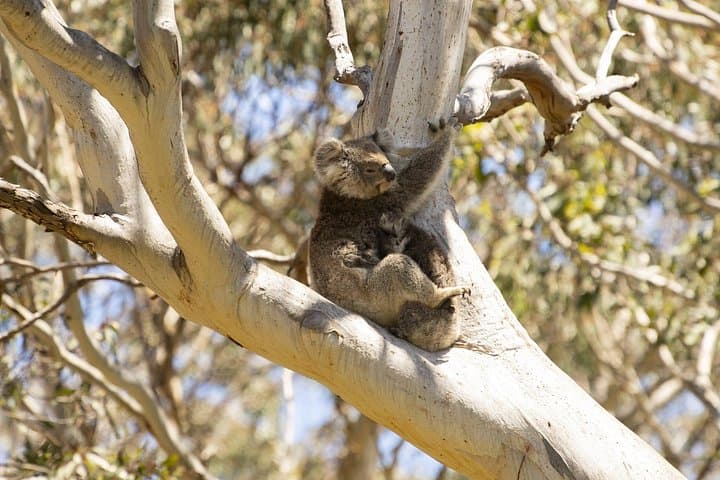 Little Koala Walking Tour — Vivonne Bay Kangaroo Island Wildlife Walk photo 1
