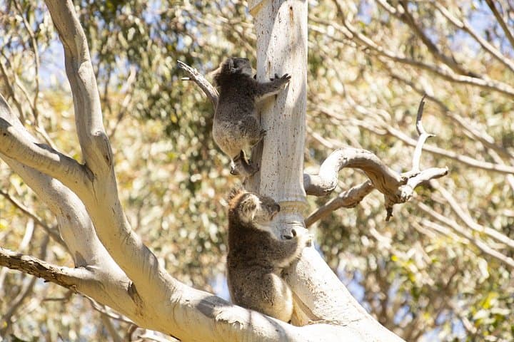 Little Koala Walking Tour — Vivonne Bay Kangaroo Island Wildlife Walk photo 2
