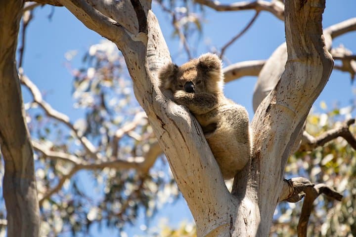 Little Koala Walking Tour — Vivonne Bay Kangaroo Island Wildlife Walk photo 3