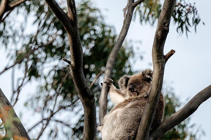 Little Koala Walking Tour — Vivonne Bay Kangaroo Island Wildlife Walk photo 4