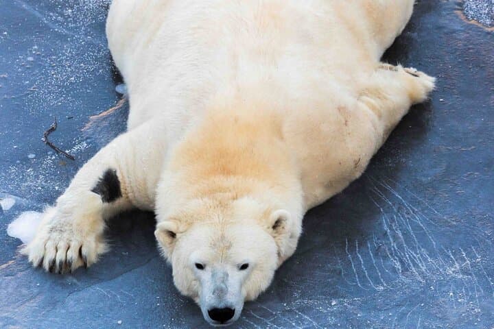 Ranua Zoo Guided Tour from Kemijärvi: Arctic Wildlife Experience