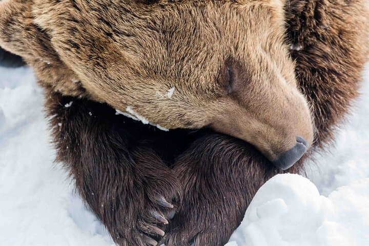 Ranua Zoo Guided Tour from Kemijärvi: Arctic Wildlife Experience photo 2