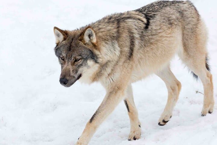 Ranua Zoo Guided Tour from Kemijärvi: Arctic Wildlife Experience photo 4