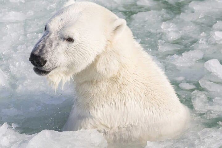 Ranua Zoo Guided Tour from Kemijärvi: Arctic Wildlife Experience photo 6