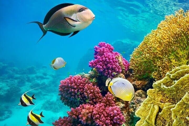 Semi-Submarine and Snorkeling Tour in Hurghada: Red Sea Coral Viewing photo 5