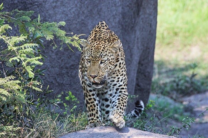 Full-Day Big 5 Safari in Hluhluwe-iMfolozi Park — Rhino Conservation & Game Drives