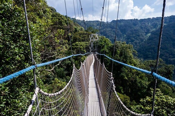 Nyungwe Canopy Walk: One-Day Aerial Forest Adventure from Kigali photo 6