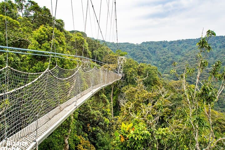 Nyungwe Canopy Walk: One-Day Aerial Forest Adventure from Kigali