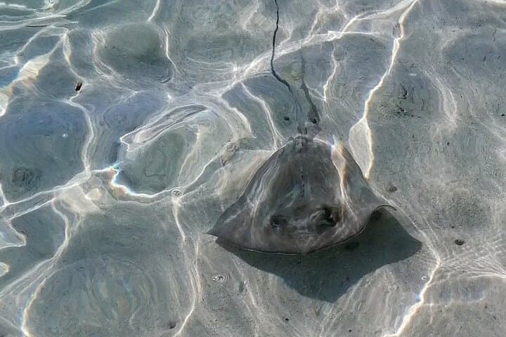 Float-and-Snorkel Lunch in Guadeloupe’s Grand Cul-de-Sac Marin photo 4